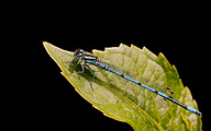 AS Azure Bluet (Male, Coenagrion puella)